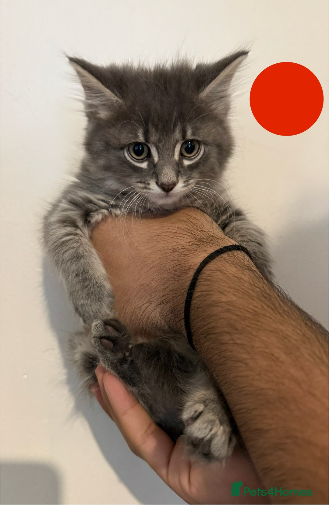 Mixed Breed cats for sale: Five beautiful Siberian/Maine Coon kittens - Image 4