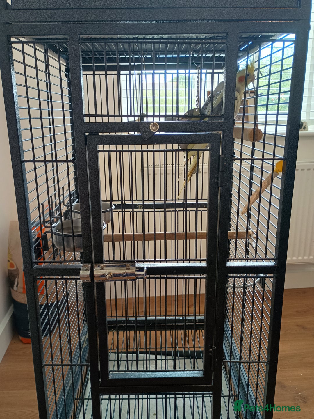 Cockatiels birds for sale: Pair of beautiful Cockatiels & good cage  - Image 3