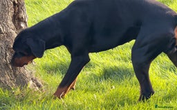 Dobermann dogs for stud: Dobermann Stud KC  - Image 5