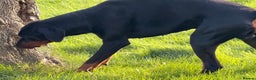 Dobermann dogs for stud: Dobermann Stud KC  - Advert 5