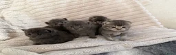 Scottish Fold cats for sale: 8 Beautiful blue Scottish folds  - Advert 9