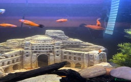 Swordtails fish for sale: Swordtail fish adults and babies  - Image 2