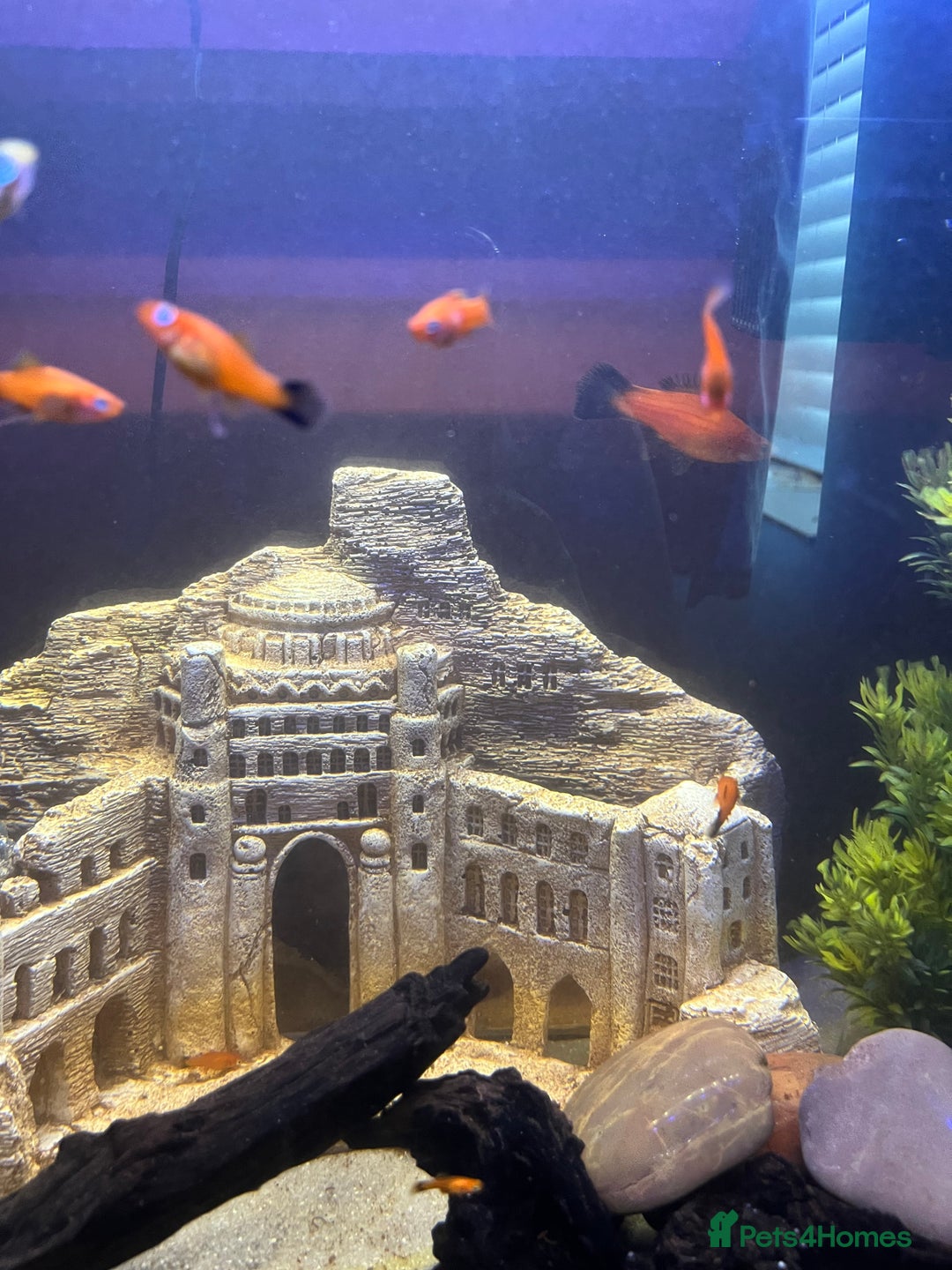 Swordtails fish for sale: Swordtail fish adults and babies  - Image 2
