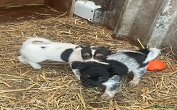 Jack Russell dogs for sale: Jack Russell puppies - Image 14