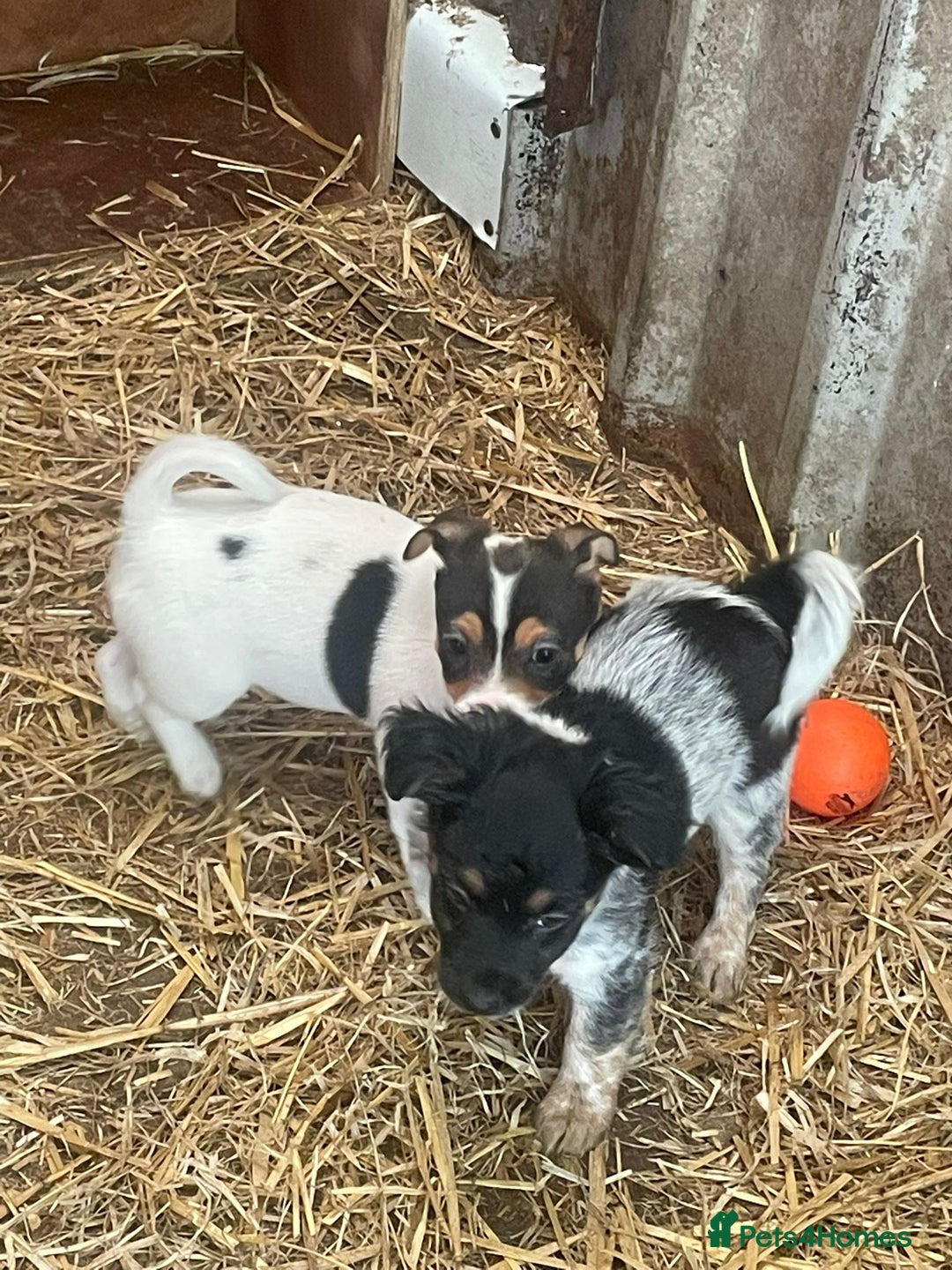 Jack Russell dogs for sale: Jack Russell puppies - Image 14