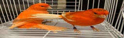 Parrots birds for sale: Parrots/ Parakeets Available  - Advert 24