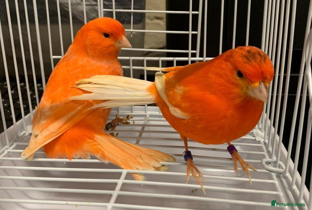 Parrots birds for sale: Parrots/ Parakeets Available  - Advert 24