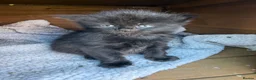 Mixed Breed cats for sale: Longhaired Black & Dark Tabby Chunky Kittens - Advert 9