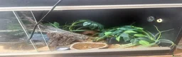 Leopard Gecko reptiles for sale: Leopard gecko - Advert 4