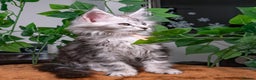 Maine Coon cats for sale: 8 STUNNING PEDIGREE TICA REG MAINE COON KITTENS - Advert 16
