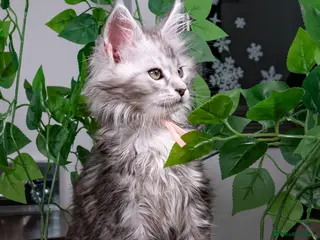 Maine Coon cats STUNNING PEDIGREE TICA REG MAINE COON KITTENS - Advert 7