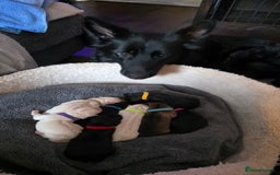 German Shepherd dogs for sale: Amazing german shepherd puppies for rehousing  - Advert 2