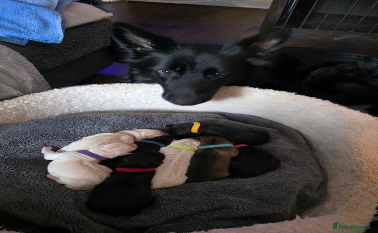 German Shepherd dogs - Advert 1