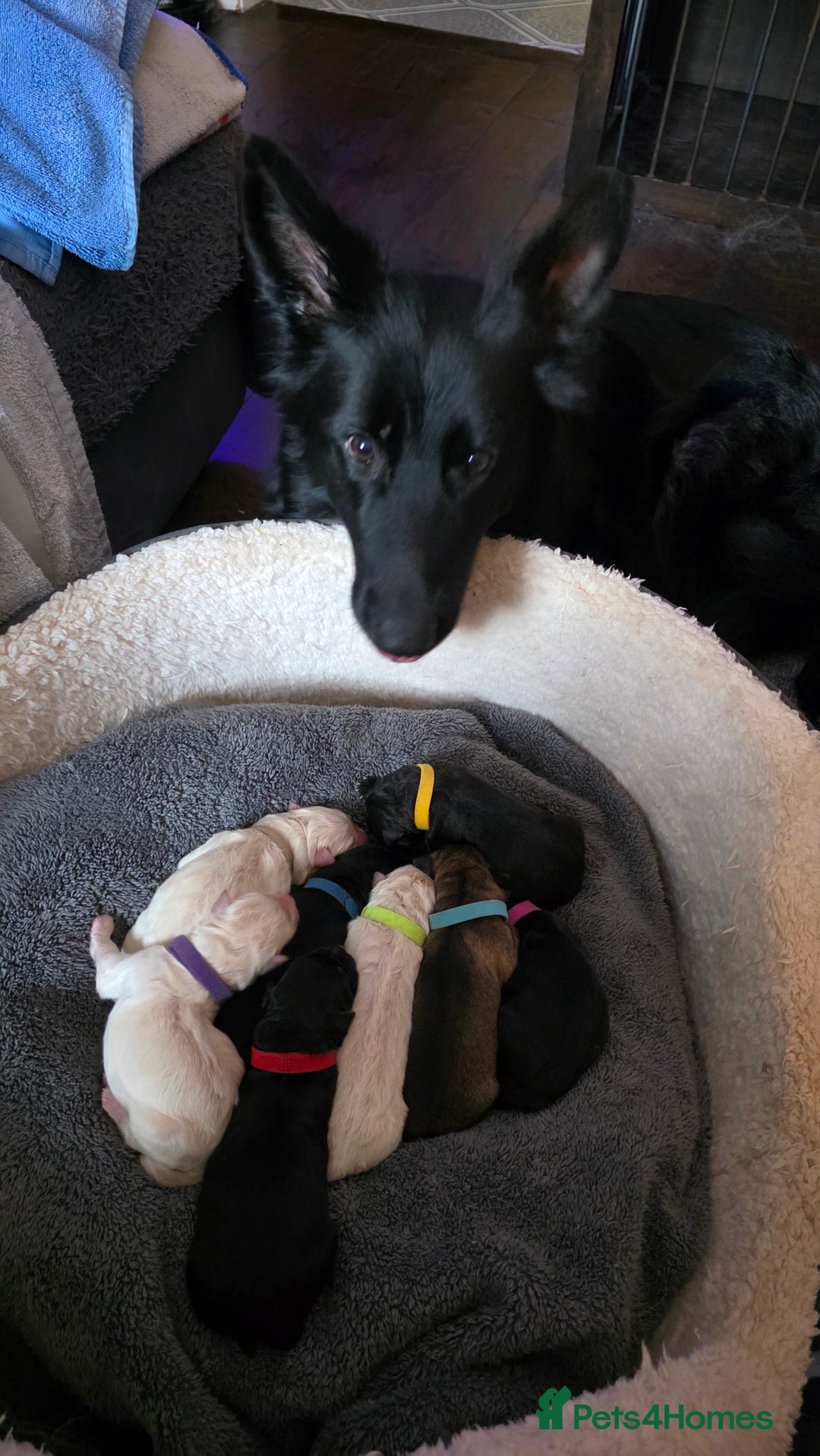 German Shepherd dogs for sale: Amazing german shepherd puppies for rehousing  - Advert 2