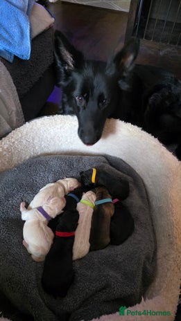 German Shepherd dogs - Advert 1