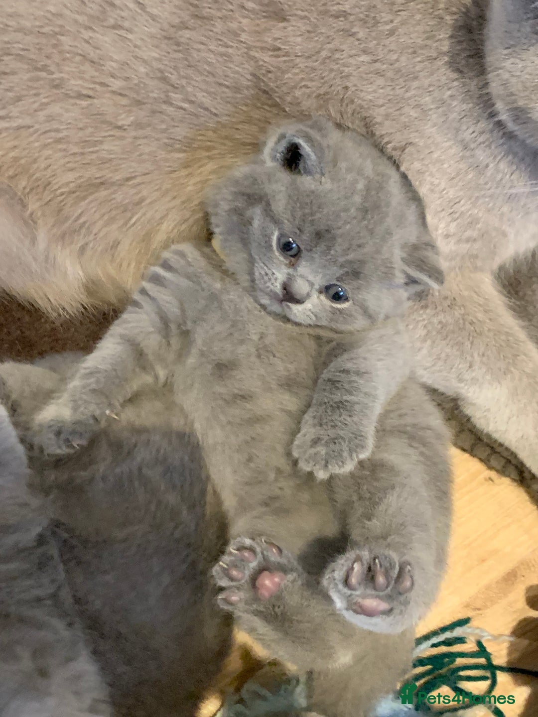 British Shorthair cats for sale: 1 Boy Left-GCCF Pedigr Pure Blue British Shorthair - Image 18