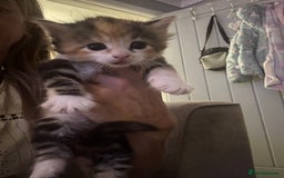 Mixed Breed cats for sale: 5 fluffy kittens  - Image 12
