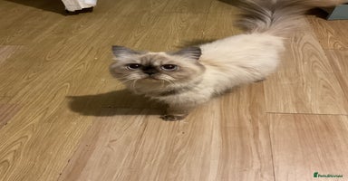 Persian cats - Advert 10