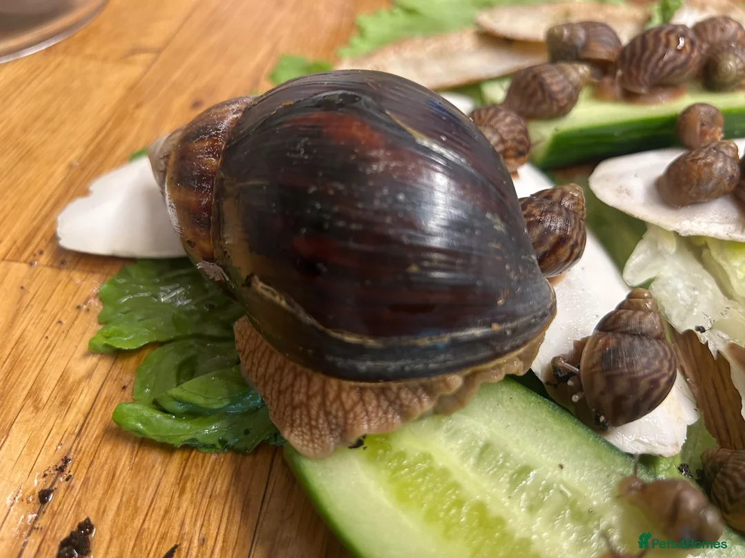 Snails invertebrates for sale: Giant African land snail babies  in London - Advert 1