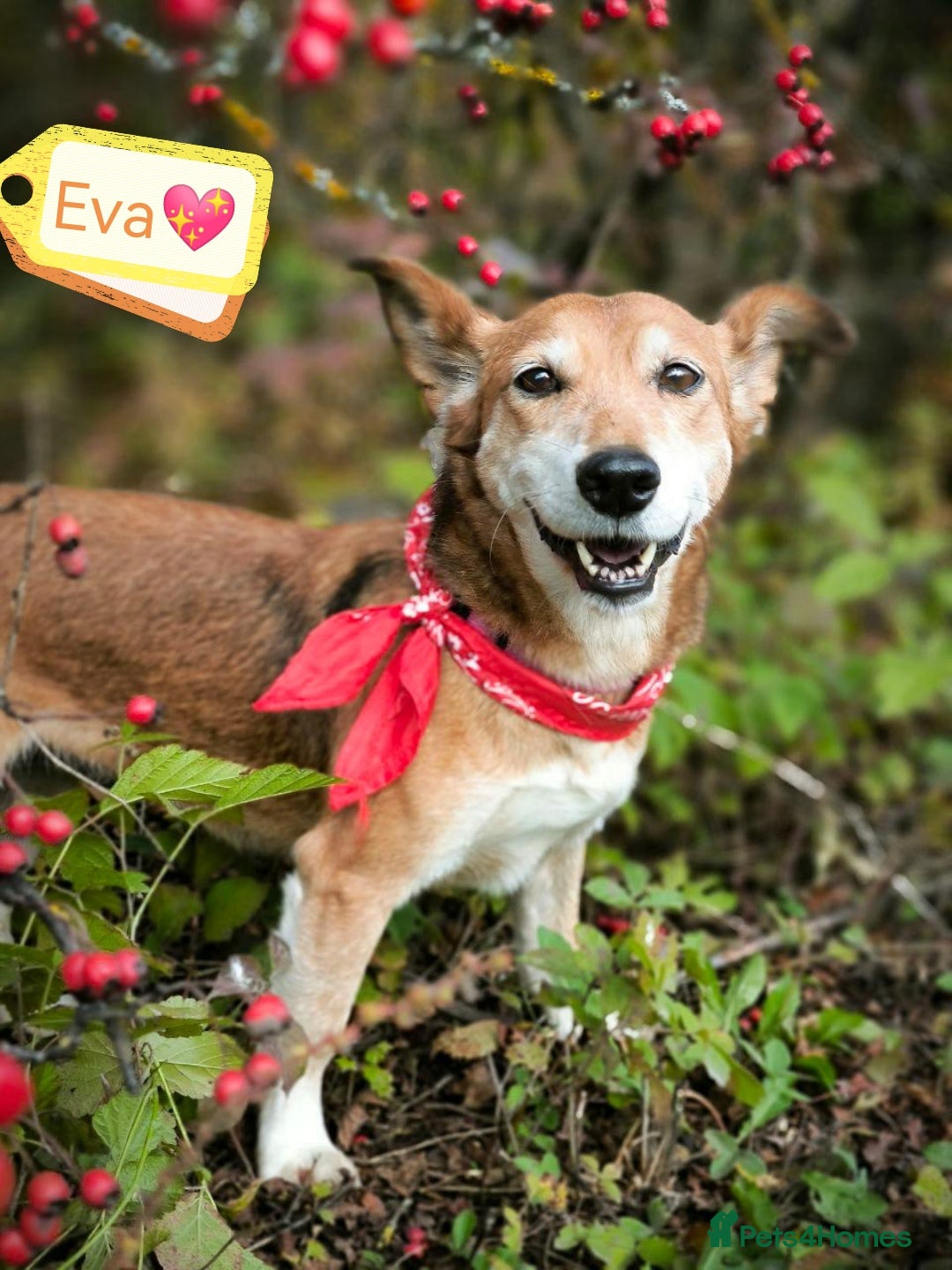 Mixed Breed dogs for adoption: 💖🐶 EVA 🐶💖 - Image 1