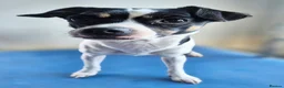 Mixed Breed dogs for sale: Gorgeous little girl in need of a forever home - Advert 9