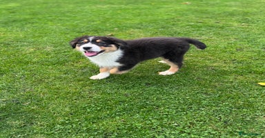 Australian Shepherd dogs - Advert 2