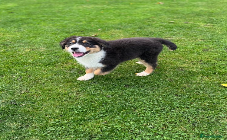 Australian Shepherd dogs - Advert 2