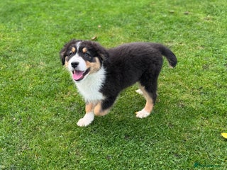 Australian Shepherd dogs - Advert 2