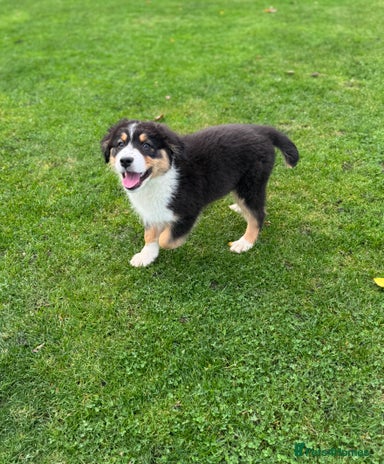 Australian Shepherd dogs - Advert 2