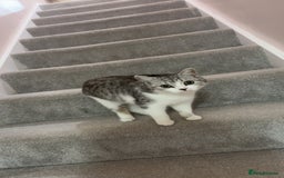 Scottish Fold cats for sale: 7 month old grey and white scottish fold boy mix  - Image 3