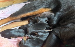 Rottweiler dogs for sale: Rottweiler puppies  - Image 13