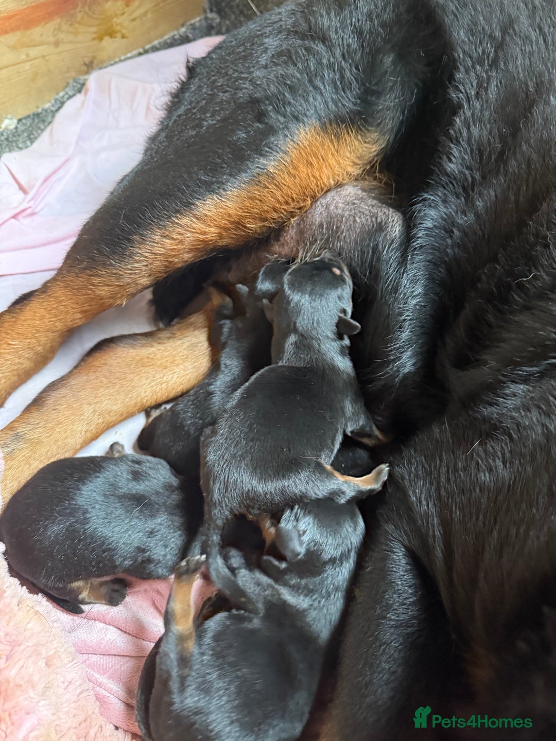 Rottweiler dogs for sale: Rottweiler puppies  - Image 13
