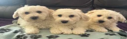 Bichon Frise dogs for sale: bichon Frise puppies  - Advert 16