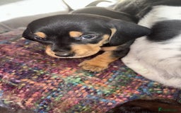 Mixed Breed dogs for sale: Basset Hound x Dacshund  - Image 2