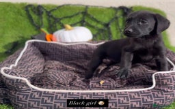 Labrador Retriever dogs for sale: Labrador pups  - Image 10