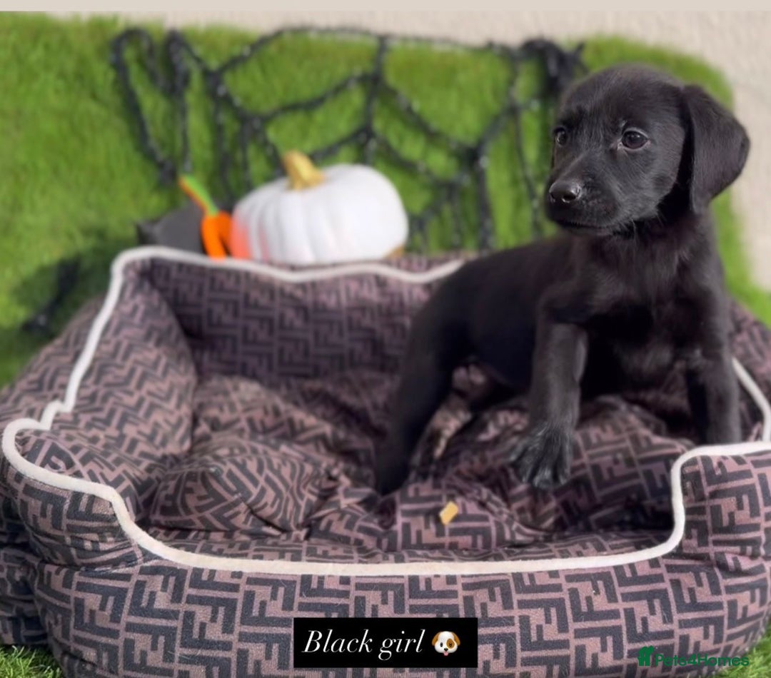 Labrador Retriever dogs for sale: Labrador pups  - Image 10