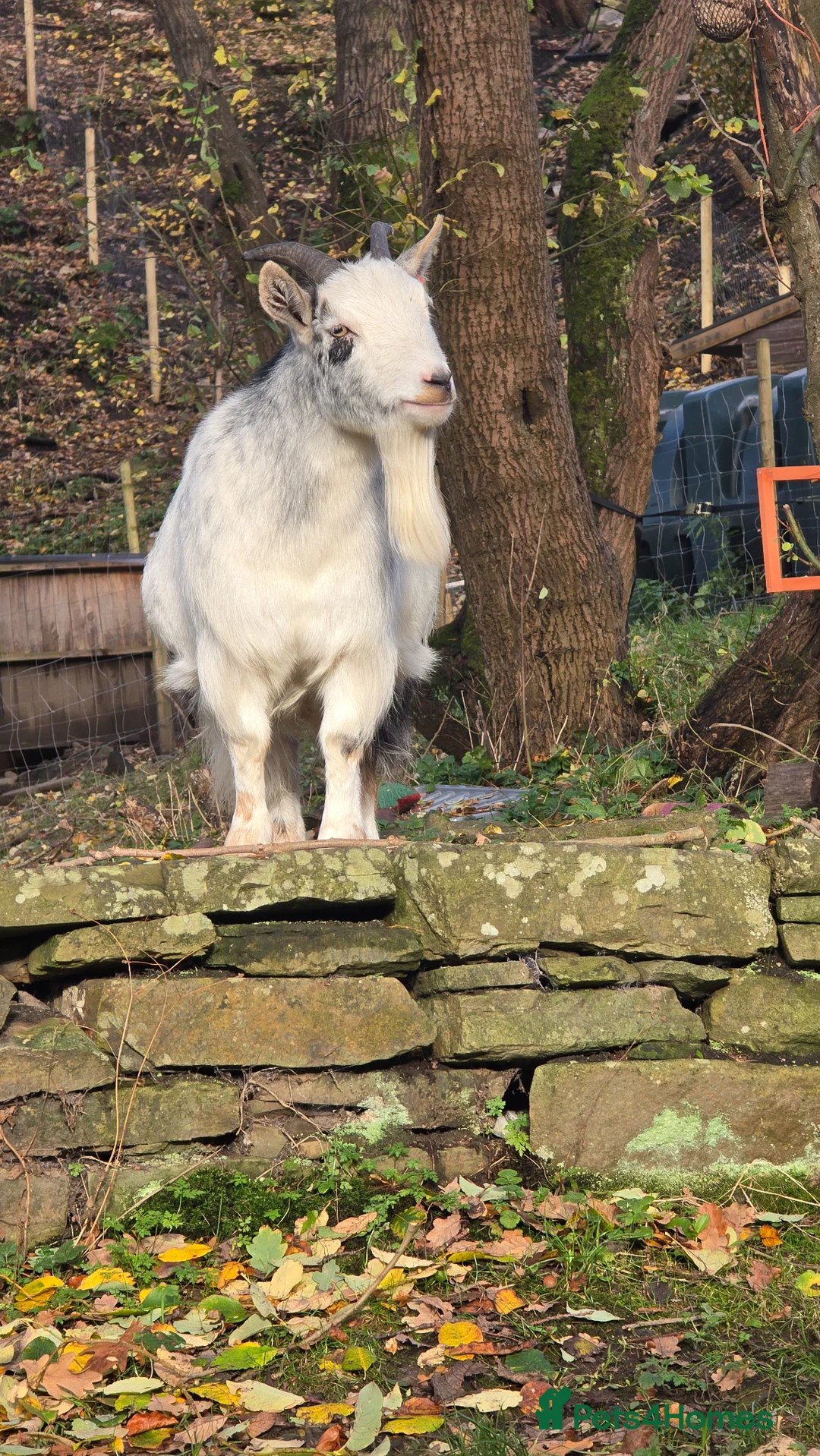 Goats livestock for sale: Bert the Pygmy wether in Rossendale - Advert 2