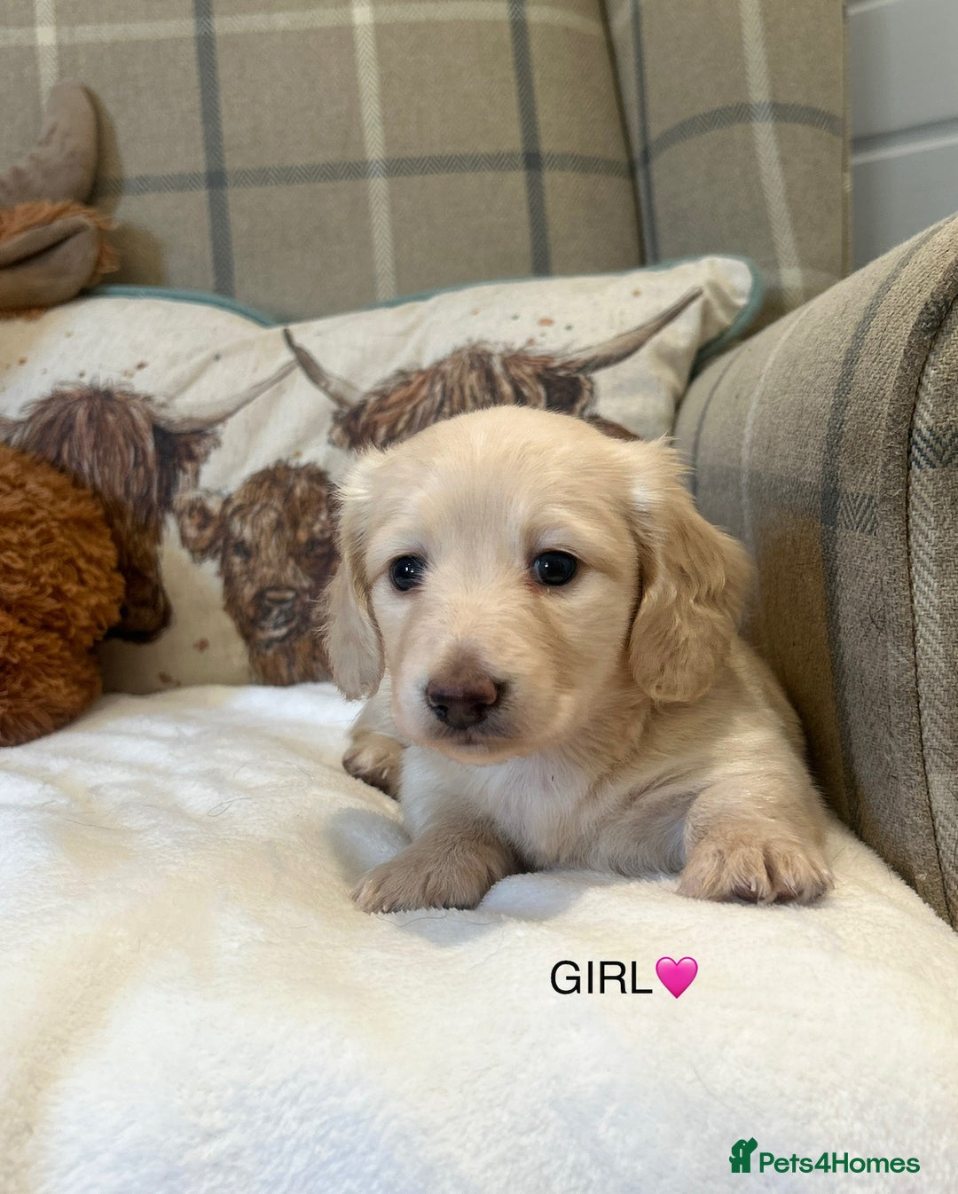 Miniature Dachshund dogs for sale: CREAM MINIATURE DACHSHUNDS💛 - Image 5