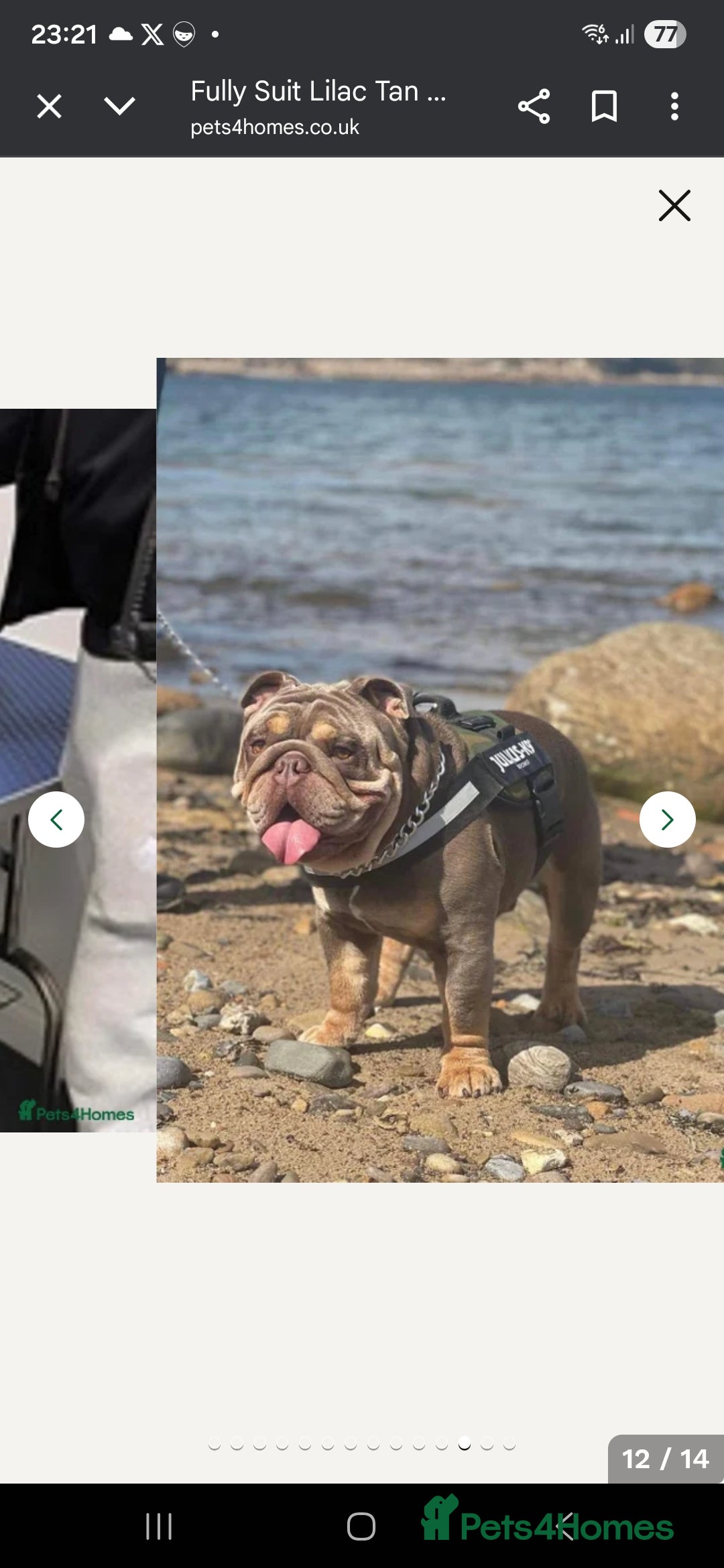 English Bulldog dogs for sale: Lilac/tan/ white English Bulldogs. 5 males. - Advert 18