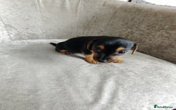 Mixed Breed dogs for sale: Four Little Ones:Sweet Female Puppies Seeking Home - Image 3