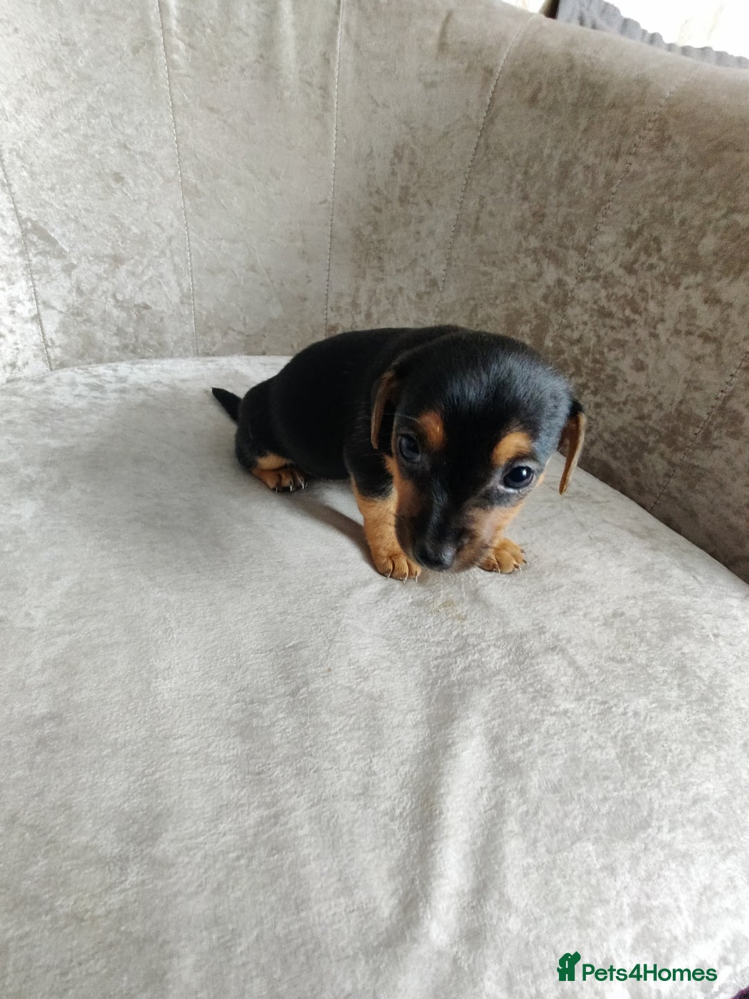 Mixed Breed dogs for sale: Four Little Ones:Sweet Female Puppies Seeking Home - Image 3