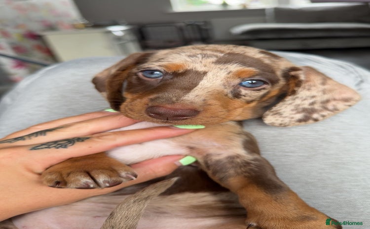 Miniature Dachshund dogs - Advert 15