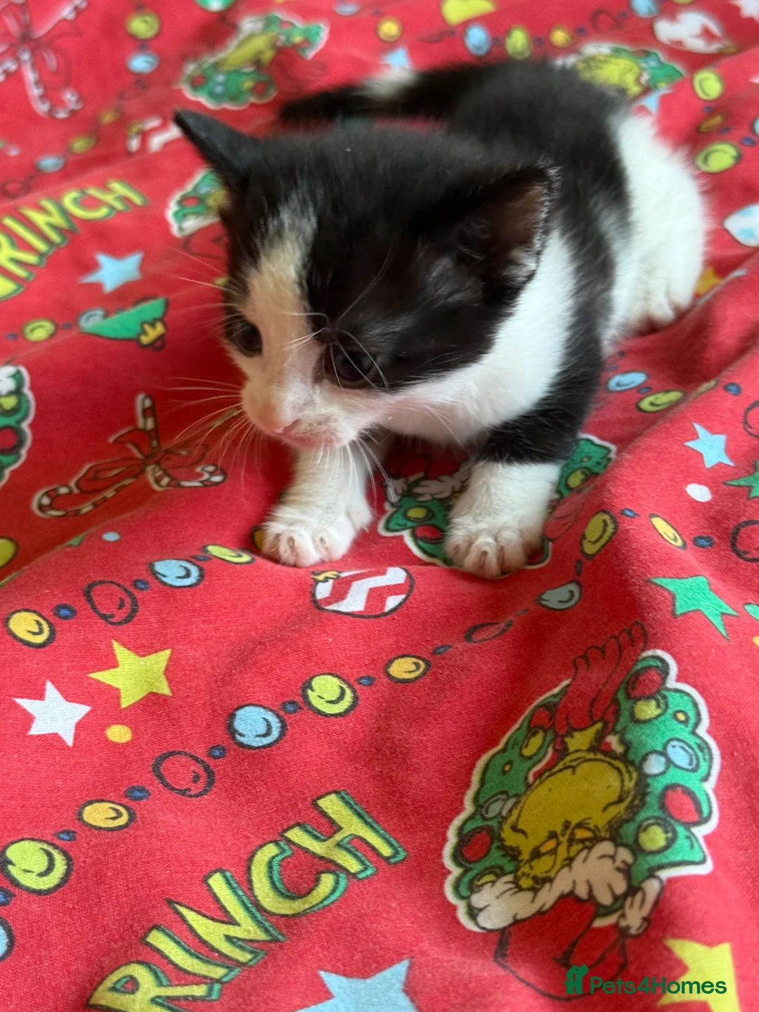 Mixed Breed cats for sale: 4 healthy kittens ready in the next upcoming weeks - Advert 2