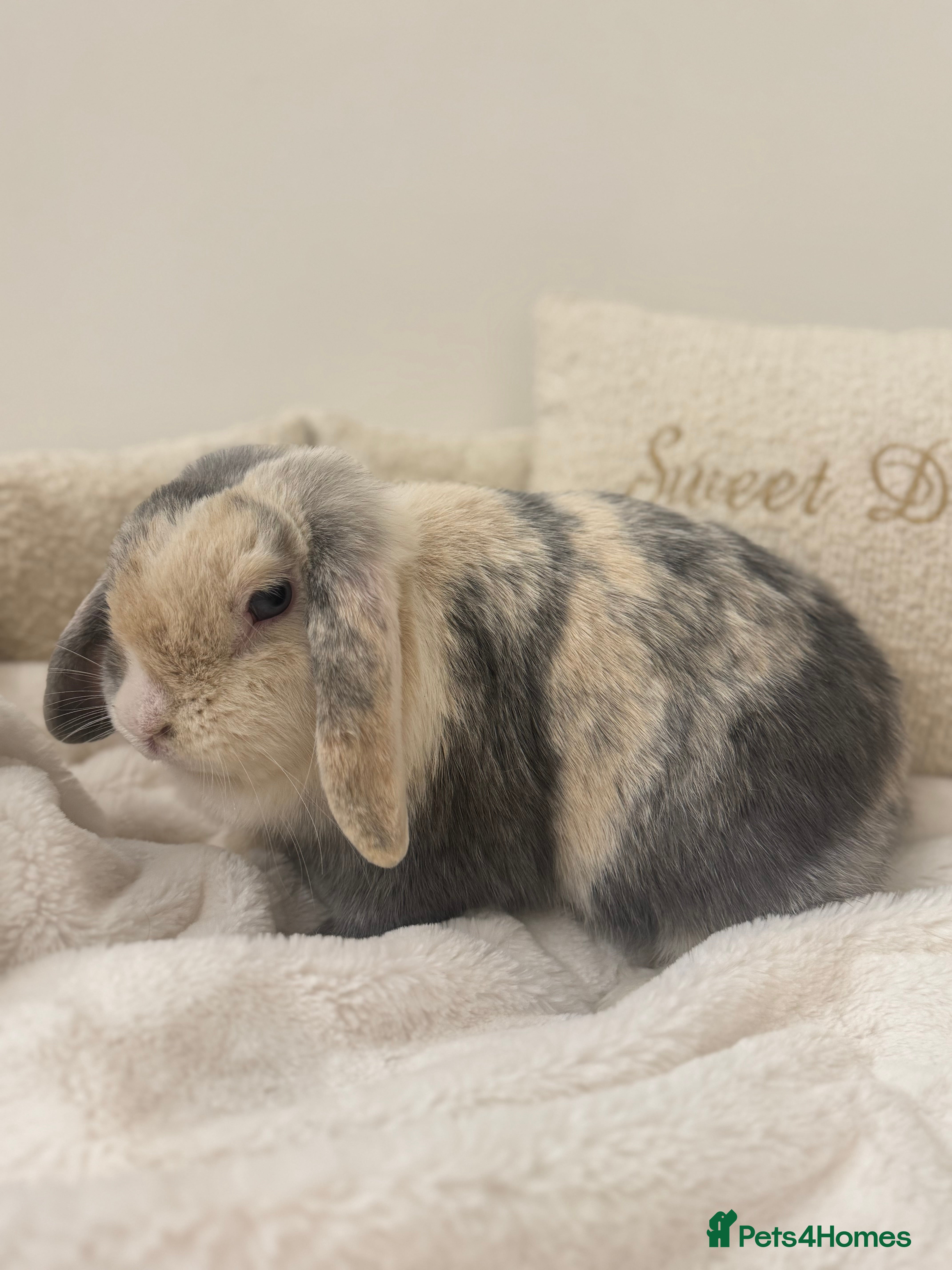 Mini Lop rabbits Spayed Mini Lop Doe🐰🤍 - Advert 13