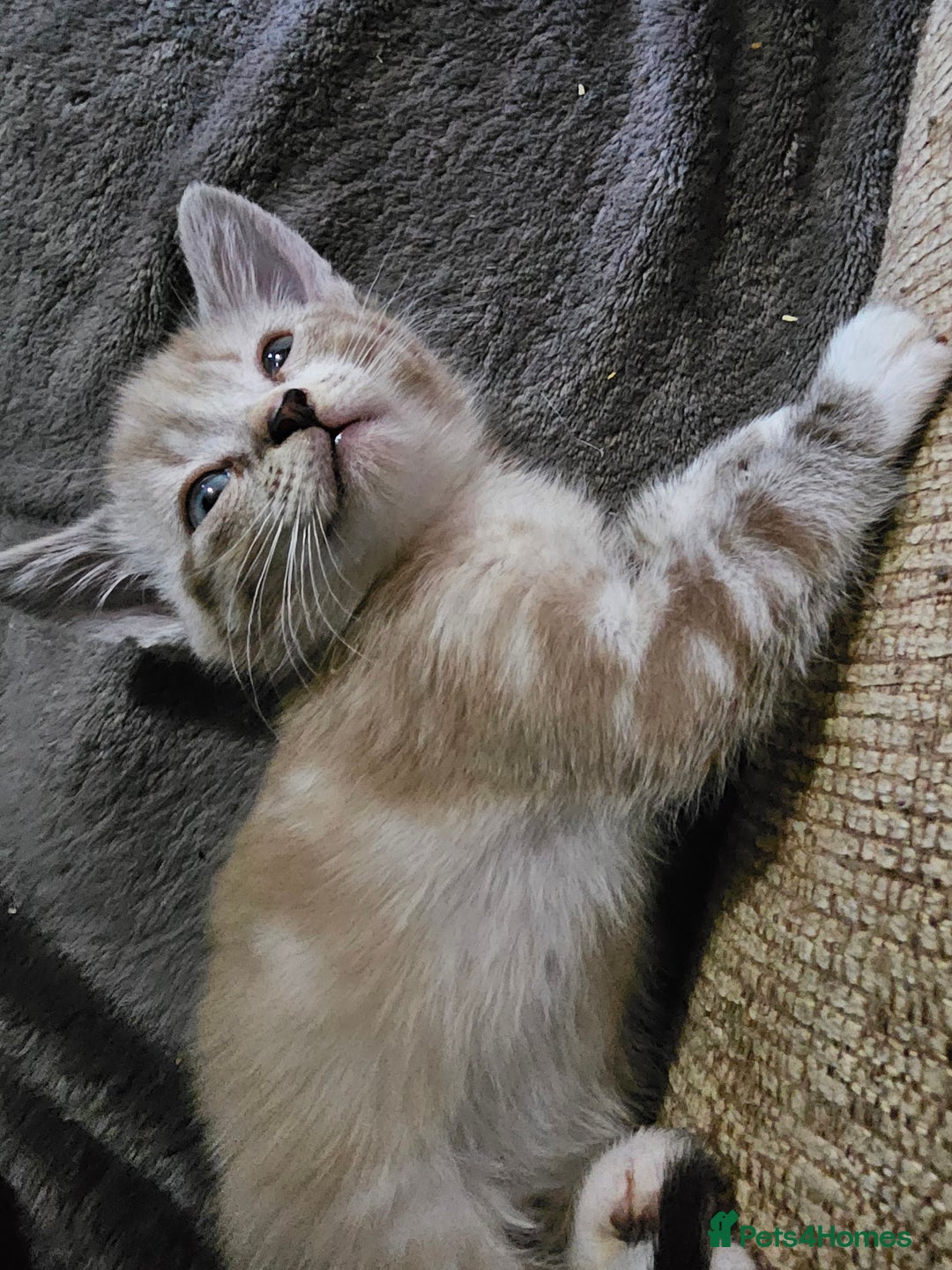 Mixed Breed cats for sale: Adorable kittens for sale - Advert 35