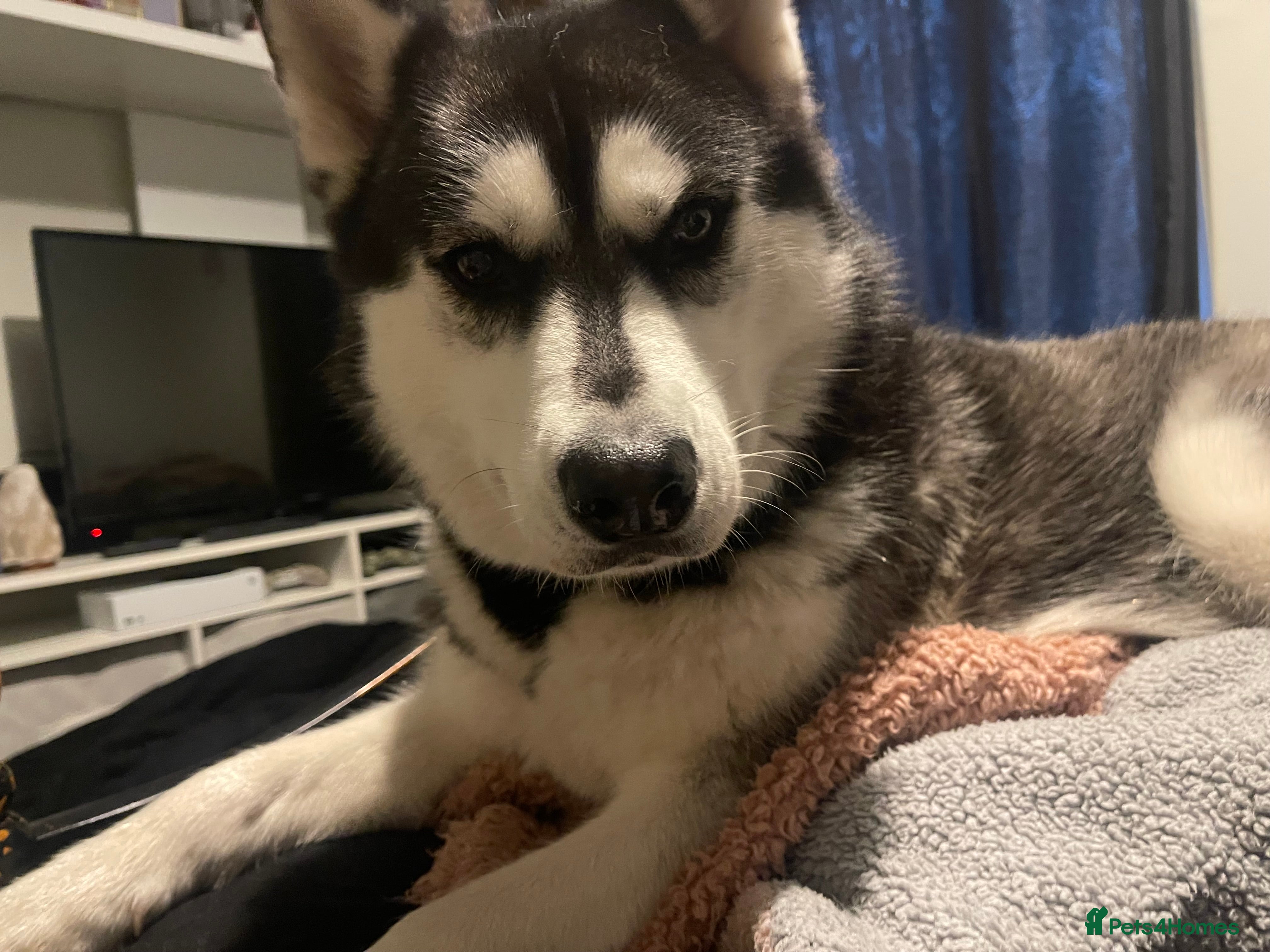 Siberian Husky dogs Siberian husky  in Colchester - Advert 1