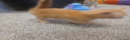 Domestic Shorthair cats for sale: Kittens - Advert 7
