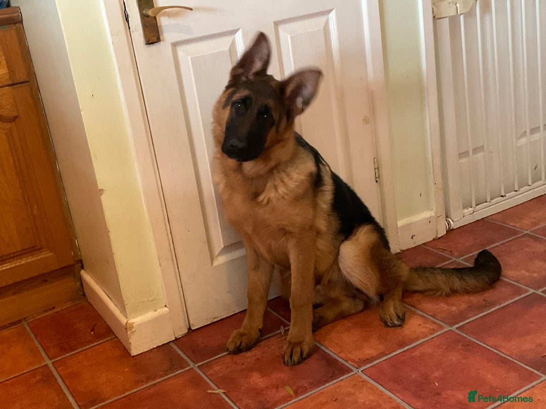 German Shepherd dogs for sale: Outstanding specimen German Shepherd  - Advert 14