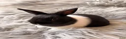 Netherland Dwarf rabbits for sale: Netherland Dwarf Kits For Sale - Advert 9