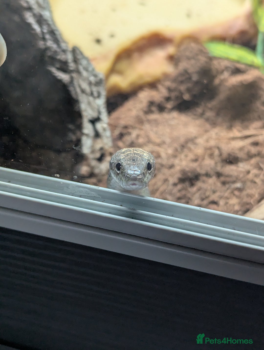 Corn Snake reptiles for sale: Male Corn Snake 2 Years & Full Set Up - Advert 23